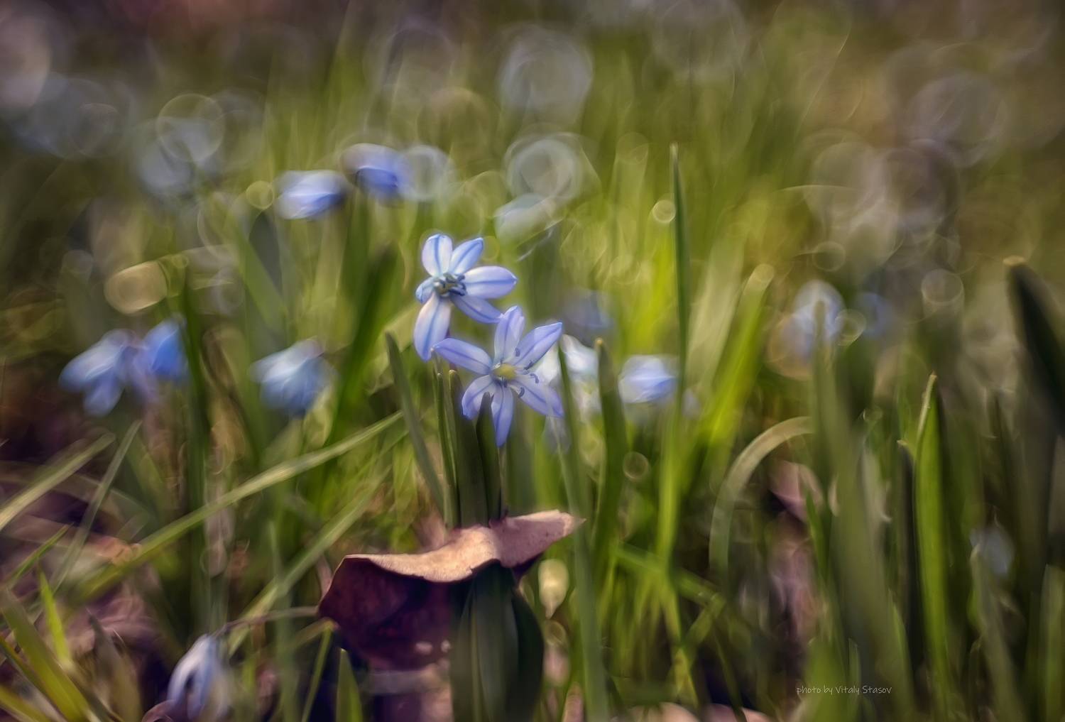 гелиос, гелиос 44-2, макро, боке, природа, сад, цветы, helios 44-2, Стасов Виталий