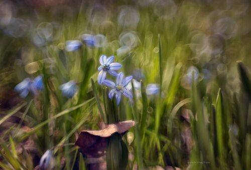 Первоцветы.. Сила весны.