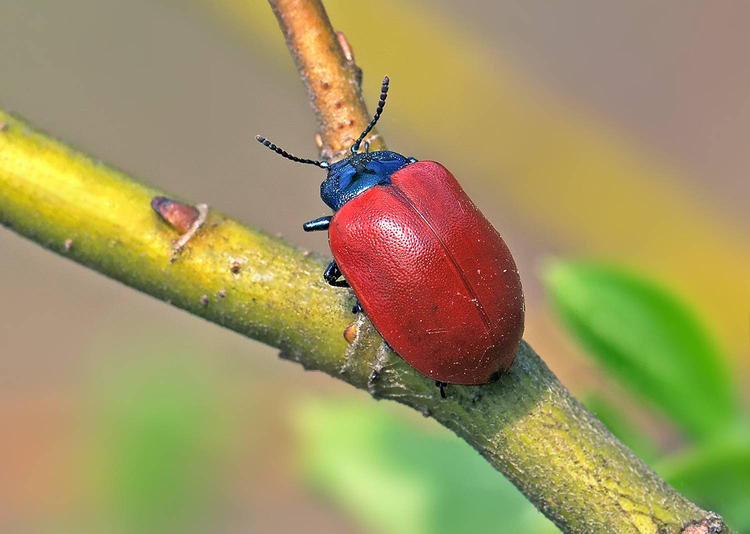 насекомые, жук, листоед, тополевый, весна, апрель, Борис Новиков
