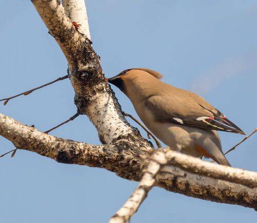 Берёзовый сок пьют свиристели. (4 ФОТО)