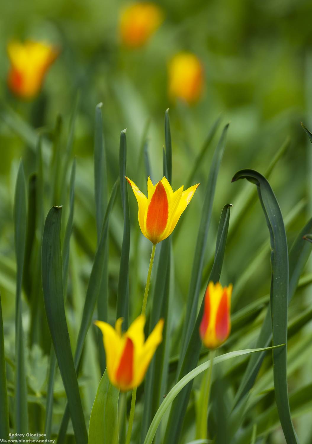 солнце, россия, рассвет, природа, подмосковье, погода, пейзажи, пейзаж, отражение, наукоград, красота, дубна, вода, весна, weather, water, spring, russia, reflection, naukograd, nature, moscow, landscape, dawn, canon, dubna, beauty, Олонцев Андрей