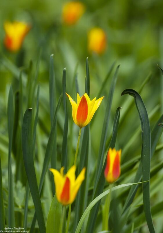 солнце, россия, рассвет, природа, подмосковье, погода, пейзажи, пейзаж, отражение, наукоград, красота, дубна, вода, весна, weather, water, spring, russia, reflection, naukograd, nature, moscow, landscape, dawn, canon, dubna, beauty *** фото превью