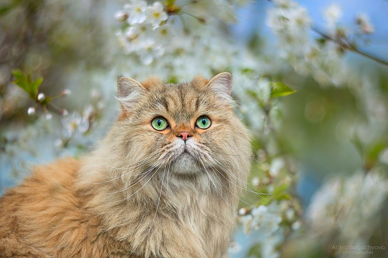 Кот весенний в вишне) фото превью