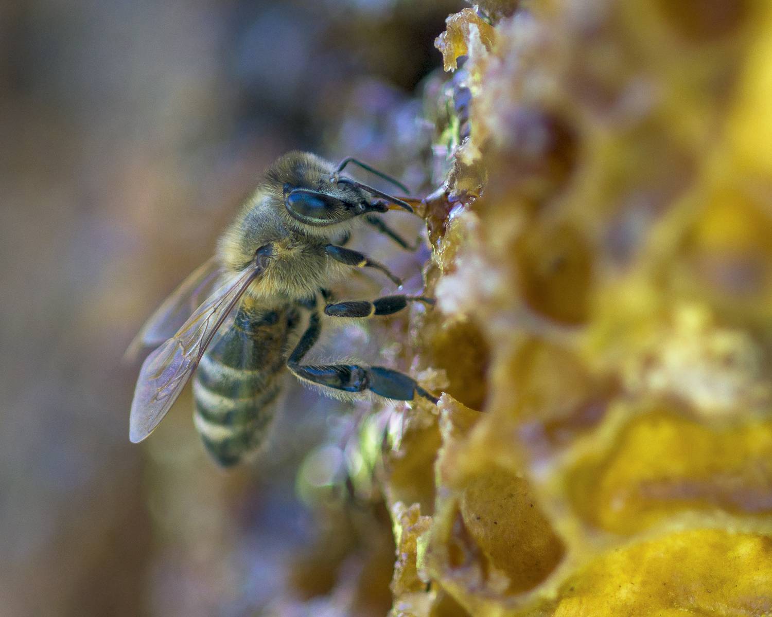 , Евгени Стефанов