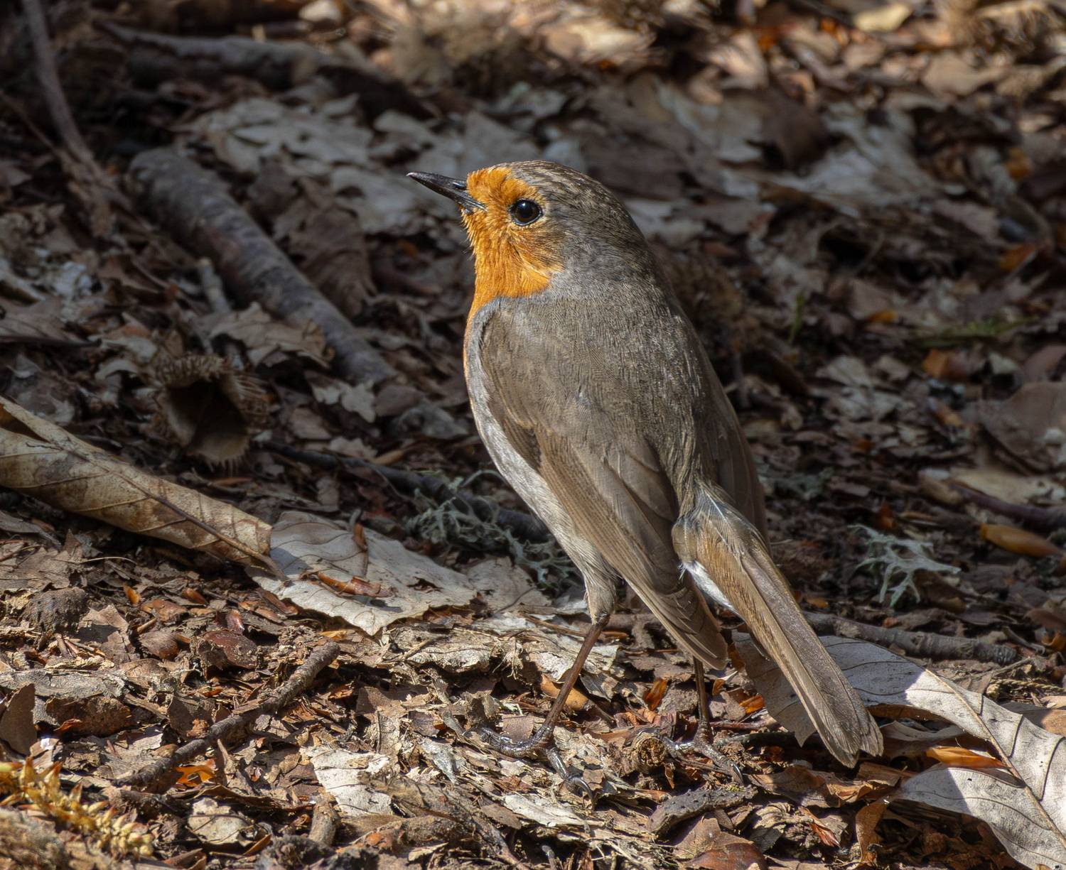 , Волынский Виктор