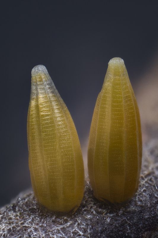 Golden eggs фото превью