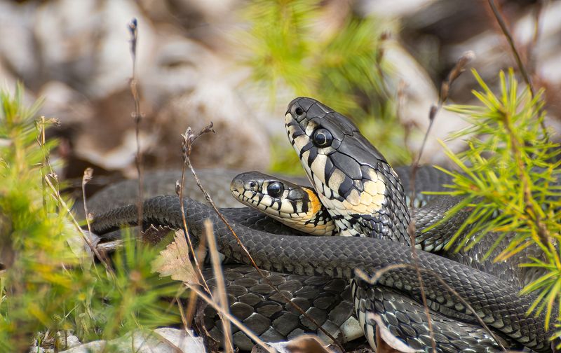 Ужиные обнимашки :) фото превью