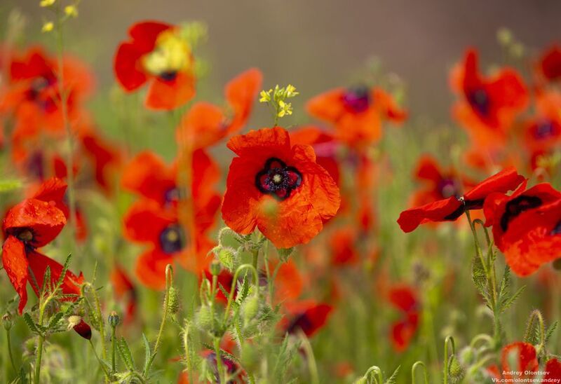 солнце, россия, рассвет, природа, подмосковье, погода, пейзажи, пейзаж, отражение, наукоград, красота, дубна, вода, весна, weather, water, spring, russia, reflection, naukograd, nature, moscow, landscape, dawn, canon, dubna, beauty *** фото превью