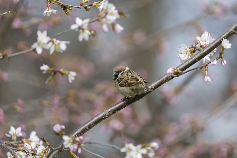 сакура, весна, воробей Цветение сакуры фото превью