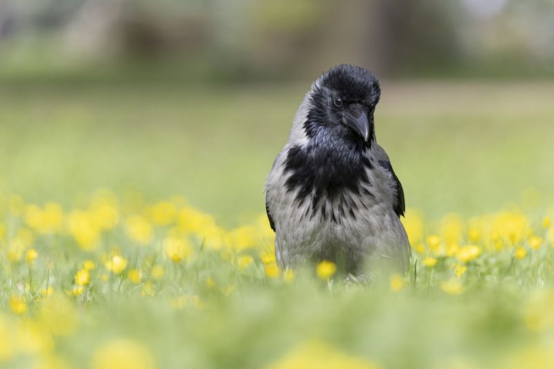 птицы, ворона Весна фото превью