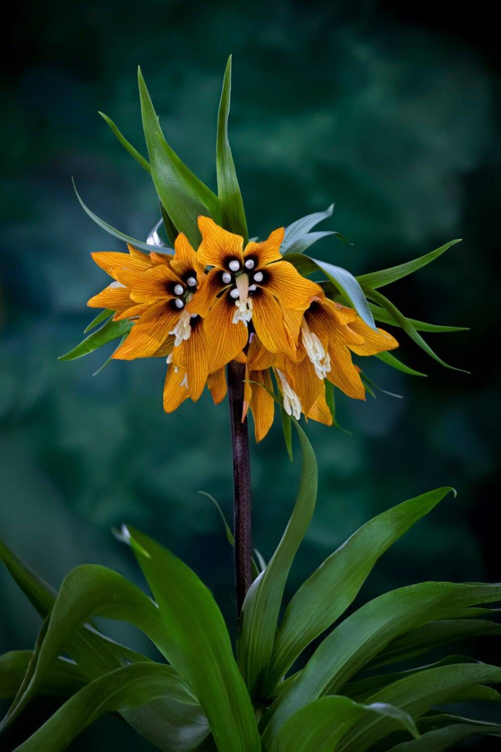 , Черновол Валентин