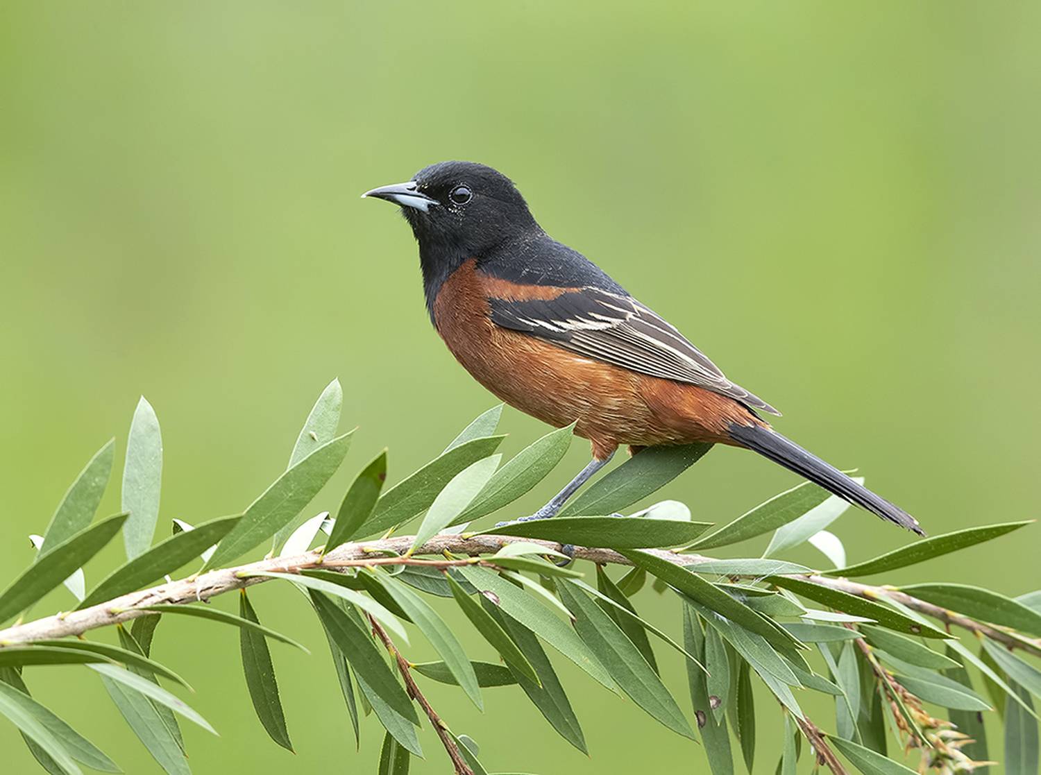 садовый трупиал, orchard oriole, oriole, весна,spring, Etkind Elizabeth