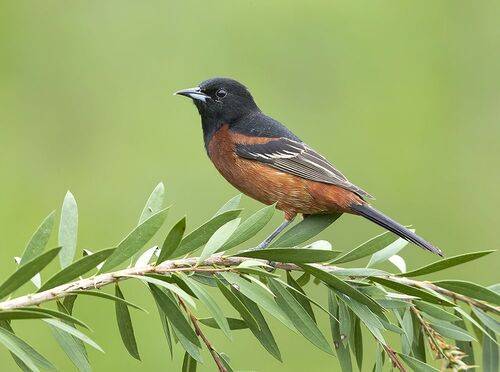 Orchard Oriole - Cадовый цветной трупиал или Иволга