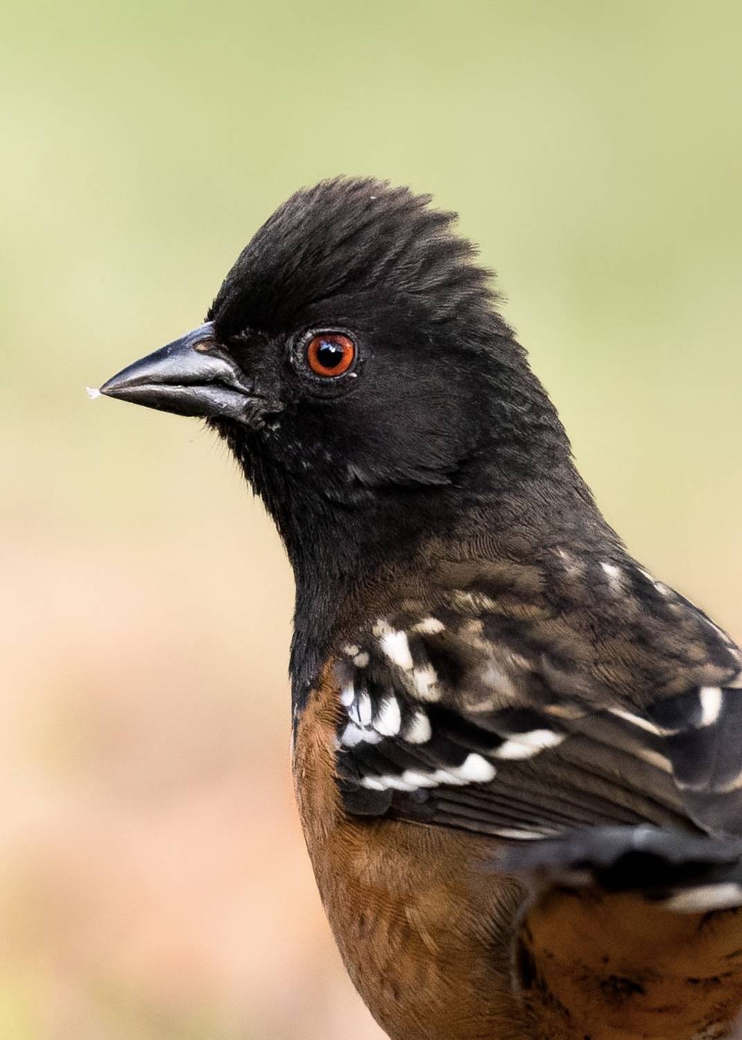 , Valle Clara Maikel