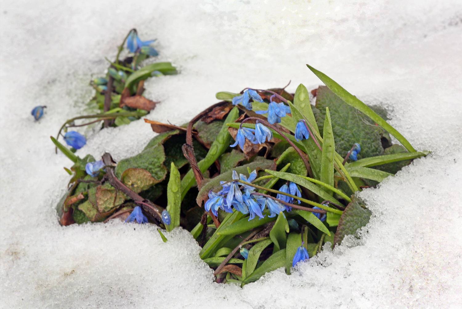 , Бибичков Михаил