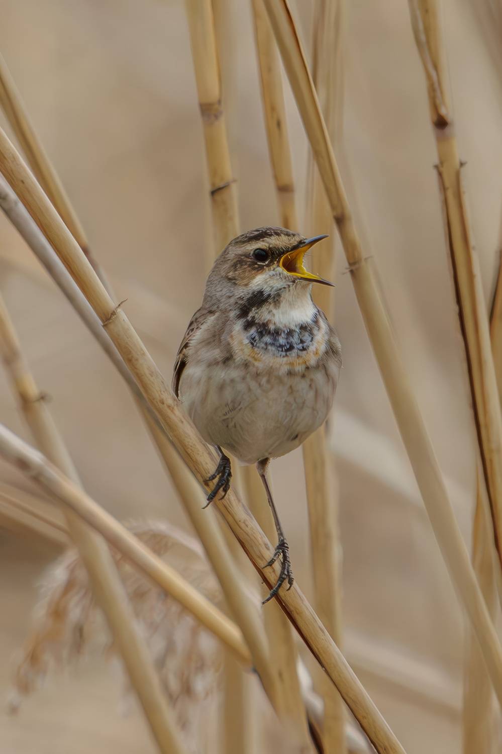 варакуша, Морозов Сергей