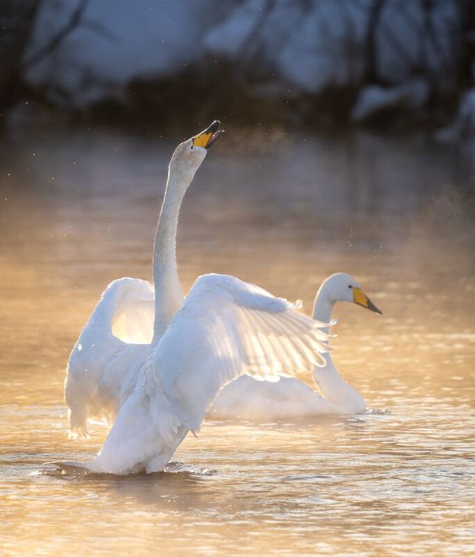 Лебеди, Лебединое озеро, Алтай, Урожайное, оз. Светлое Лебединое озеро фото превью