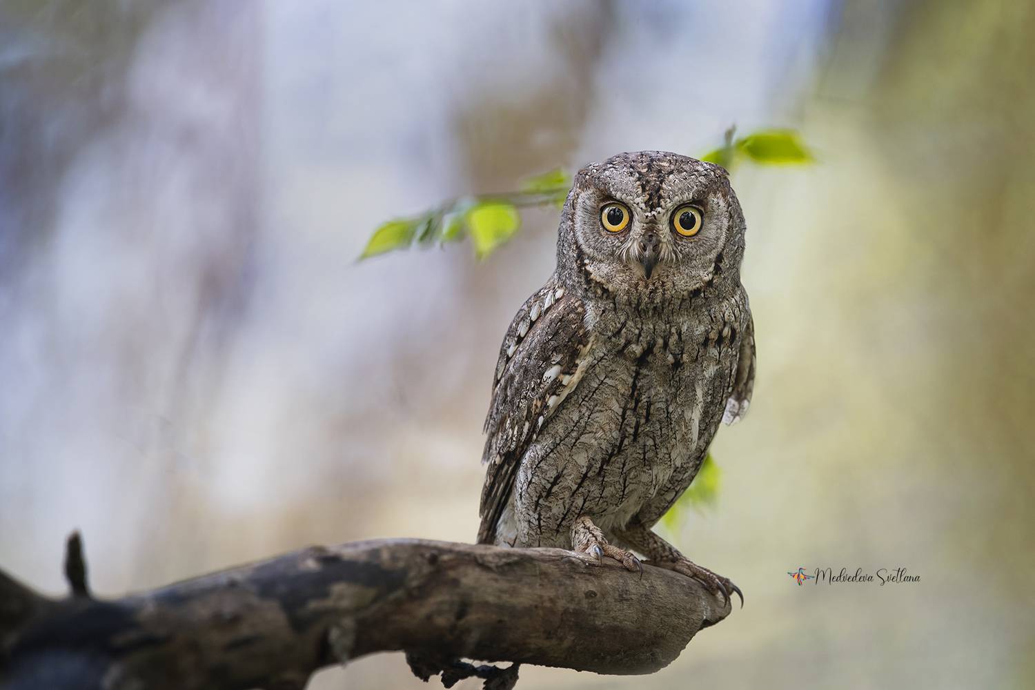 фотоохота, птица, сова, сплюшка, Медведева Светлана