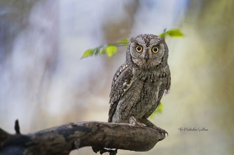 Сплюшка фото превью