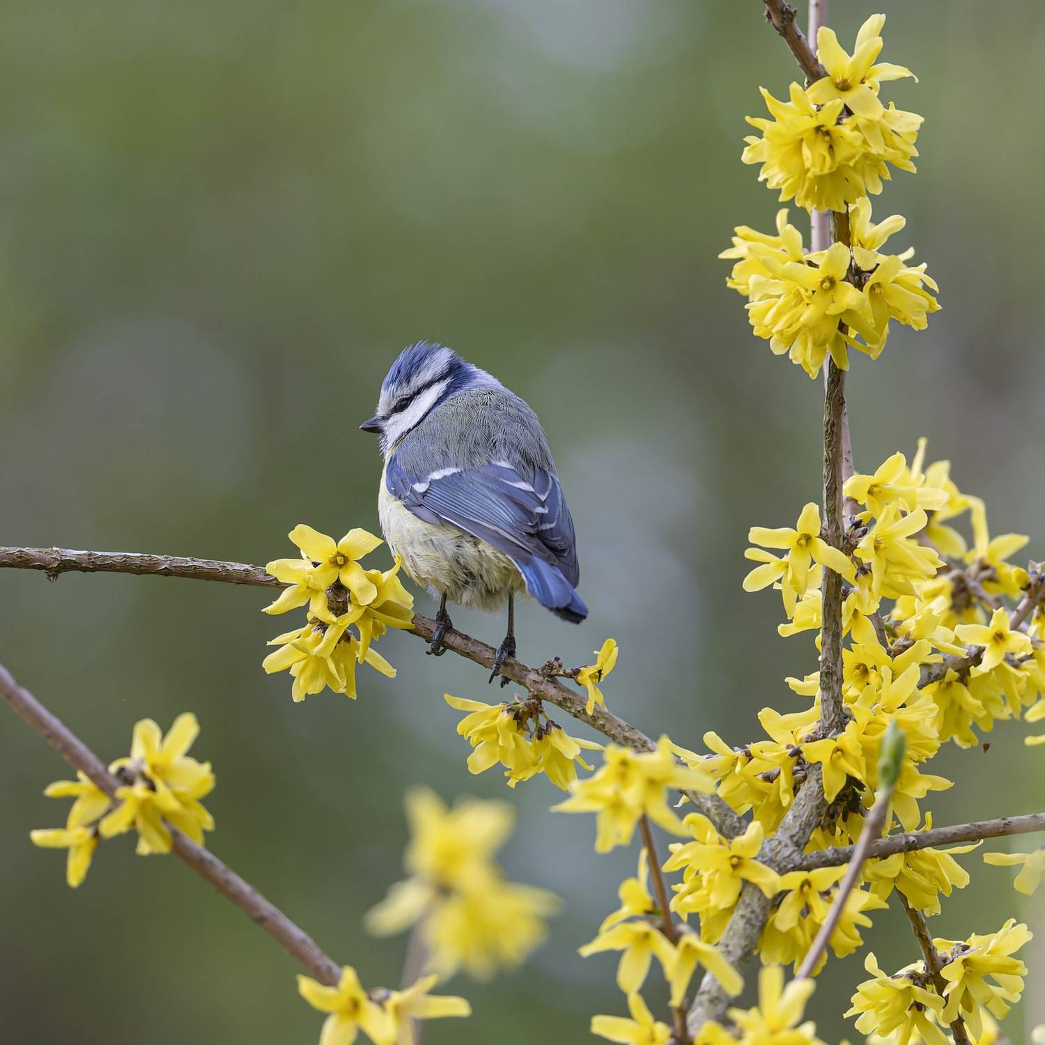 форзиция, птицы, синица, лазоревка, Руслан Pl