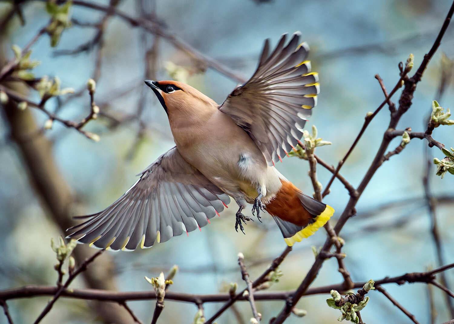 свиристель птица в полете, Mikhail Khmelevskiy
