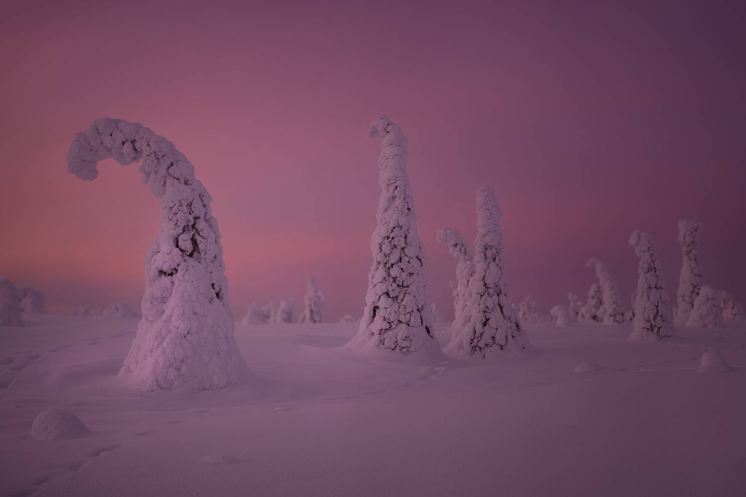 , Проценко Татьяна