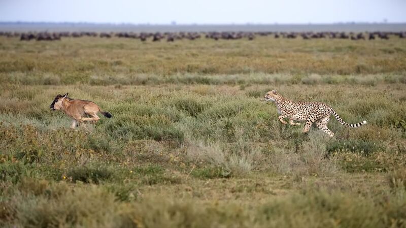 История одной охоты фото превью