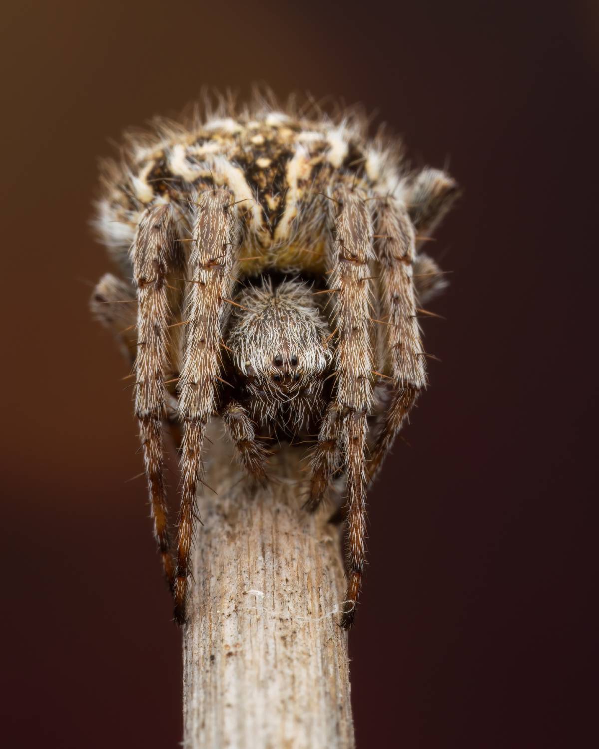 , Фруман Евгений