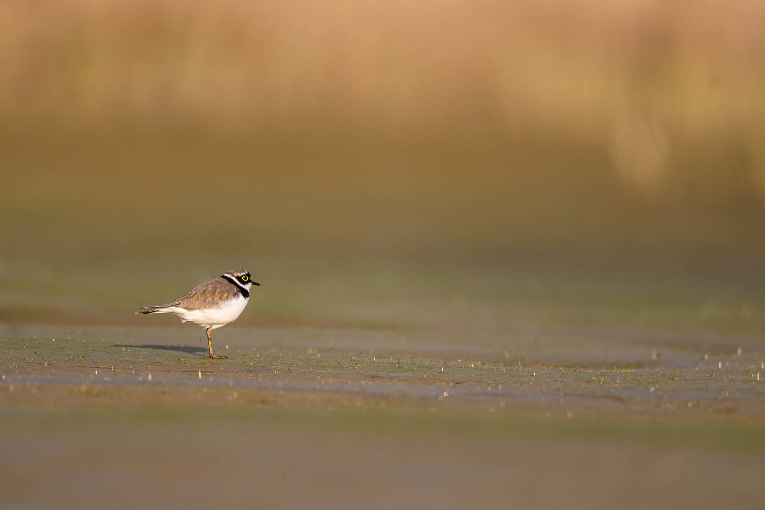 , Пупонин Сергей