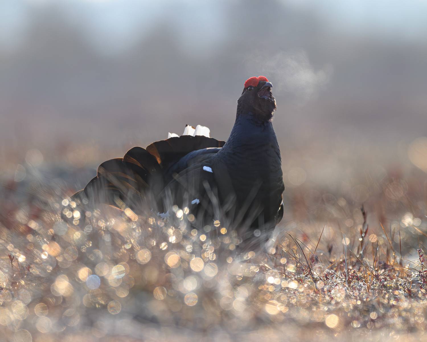 тетерев, ток, токование, птицы, фотоптиц, природа, весна, болото, лес, бердинг, бердвотчинг, фотоохота, birding, black grouse, countership display, birdwatching, wildlife, Михаил Ездаков
