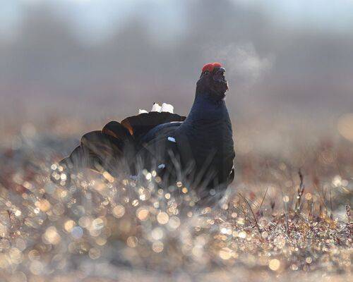 Тетерев на току