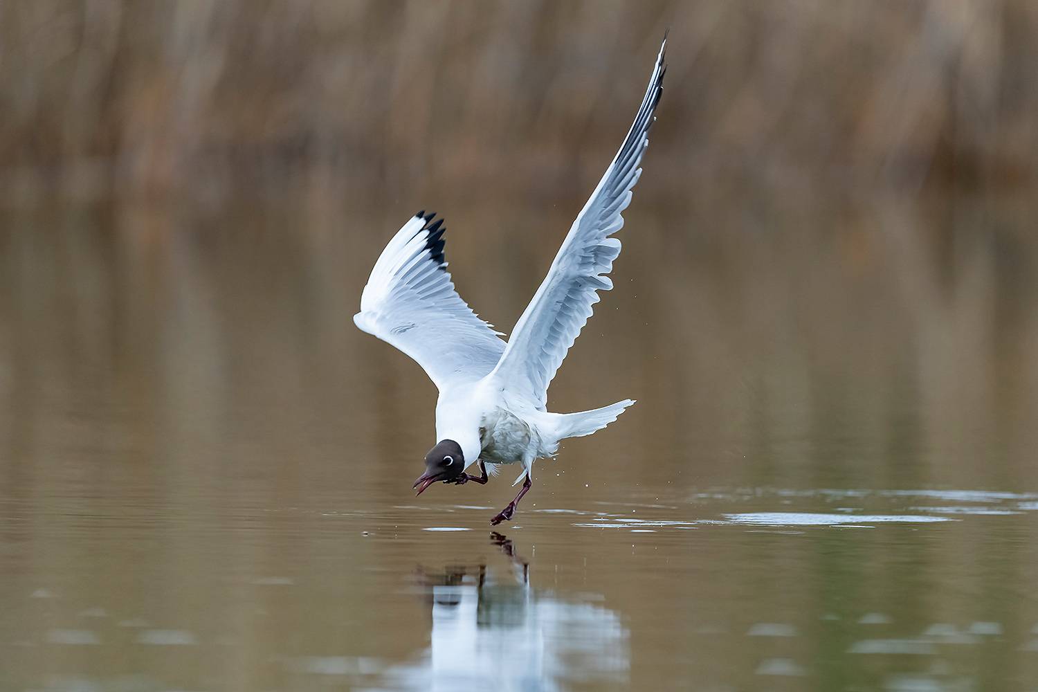 , Абросимов Александр