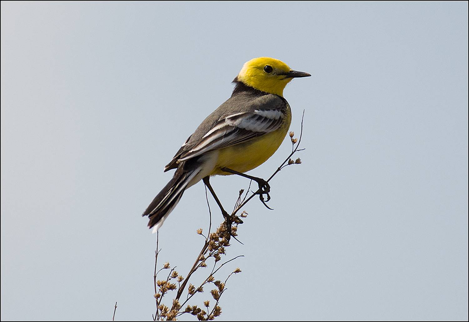 москва, апрель, парк, птица, АНАТОЛИЙ ДОВЫДЕНКО