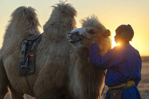 Mongolian camel winter festival