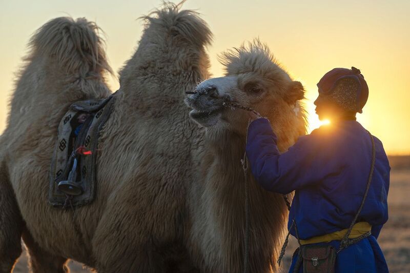 Mongolian camel winter festival Mongolian camel winter festival фото превью