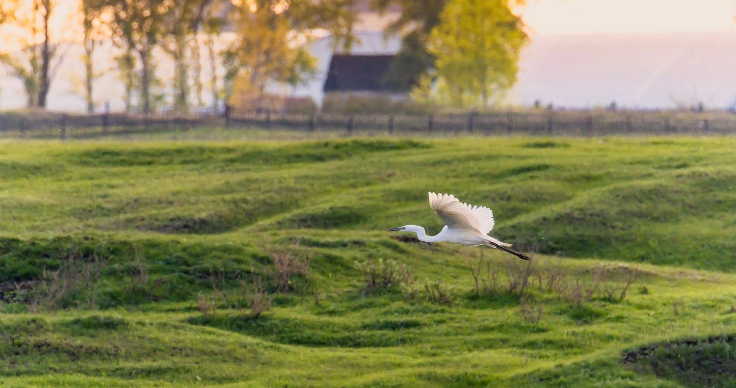 белая цапля, полет, природа, весна, Подосинников Максим