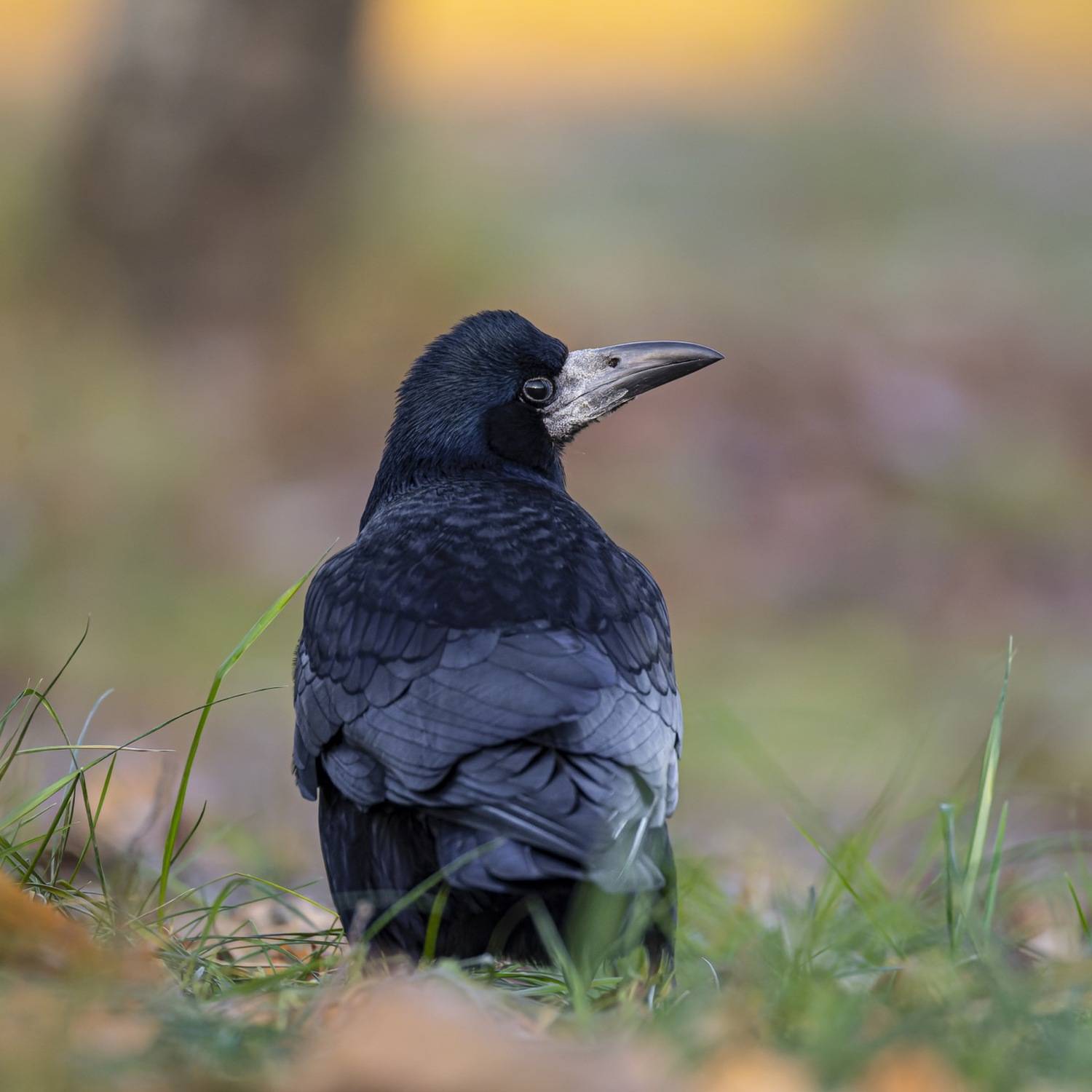 грач, птицы, осень, Руслан Pl