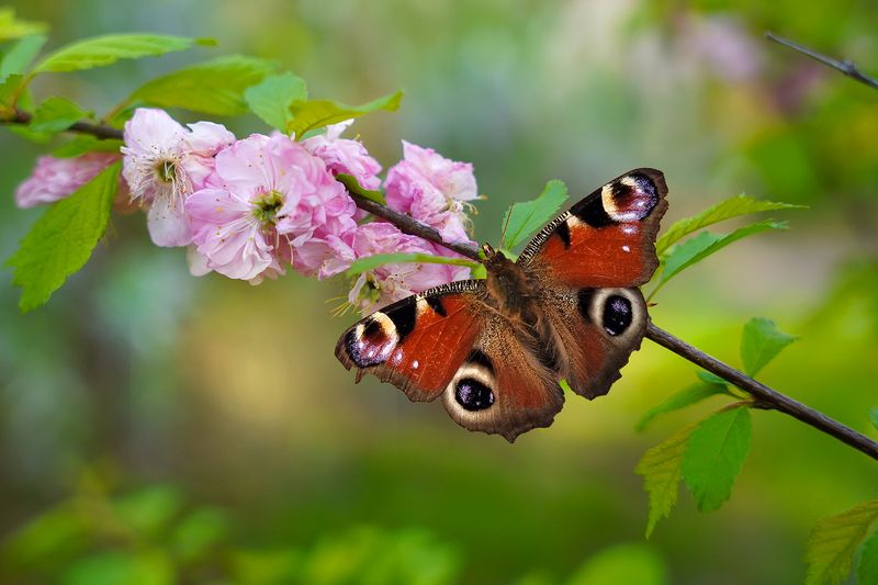 Павлиний глаз фото превью