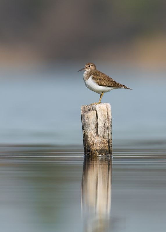 перевозчик, природа, птицы Перевозчик фото превью