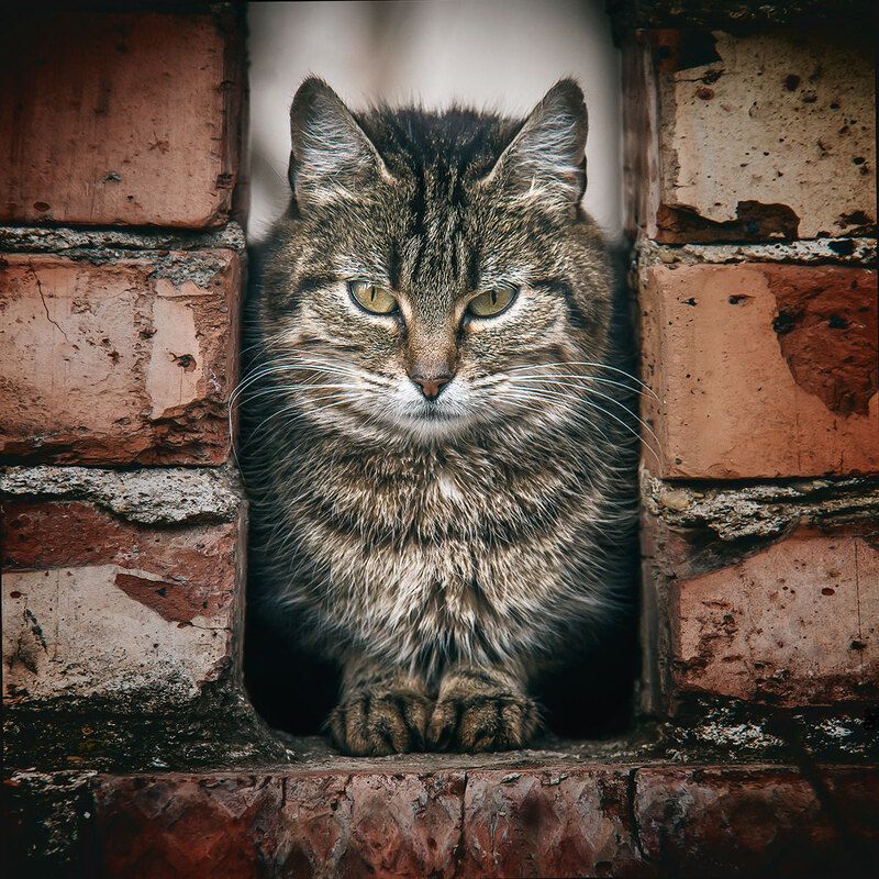 Сова каменных джунглей фото превью