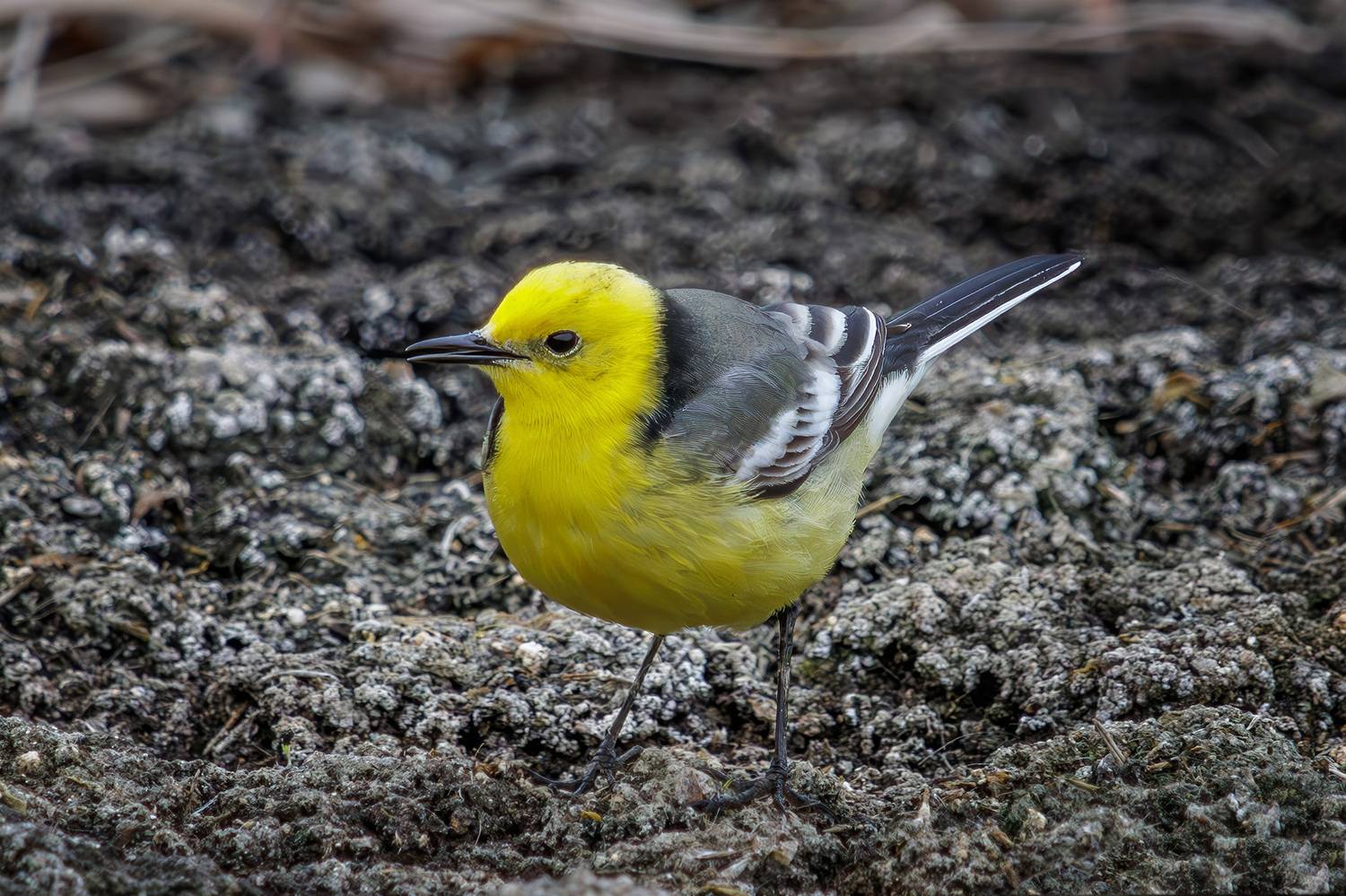 желтоголовая трясогузка, Морозов Сергей