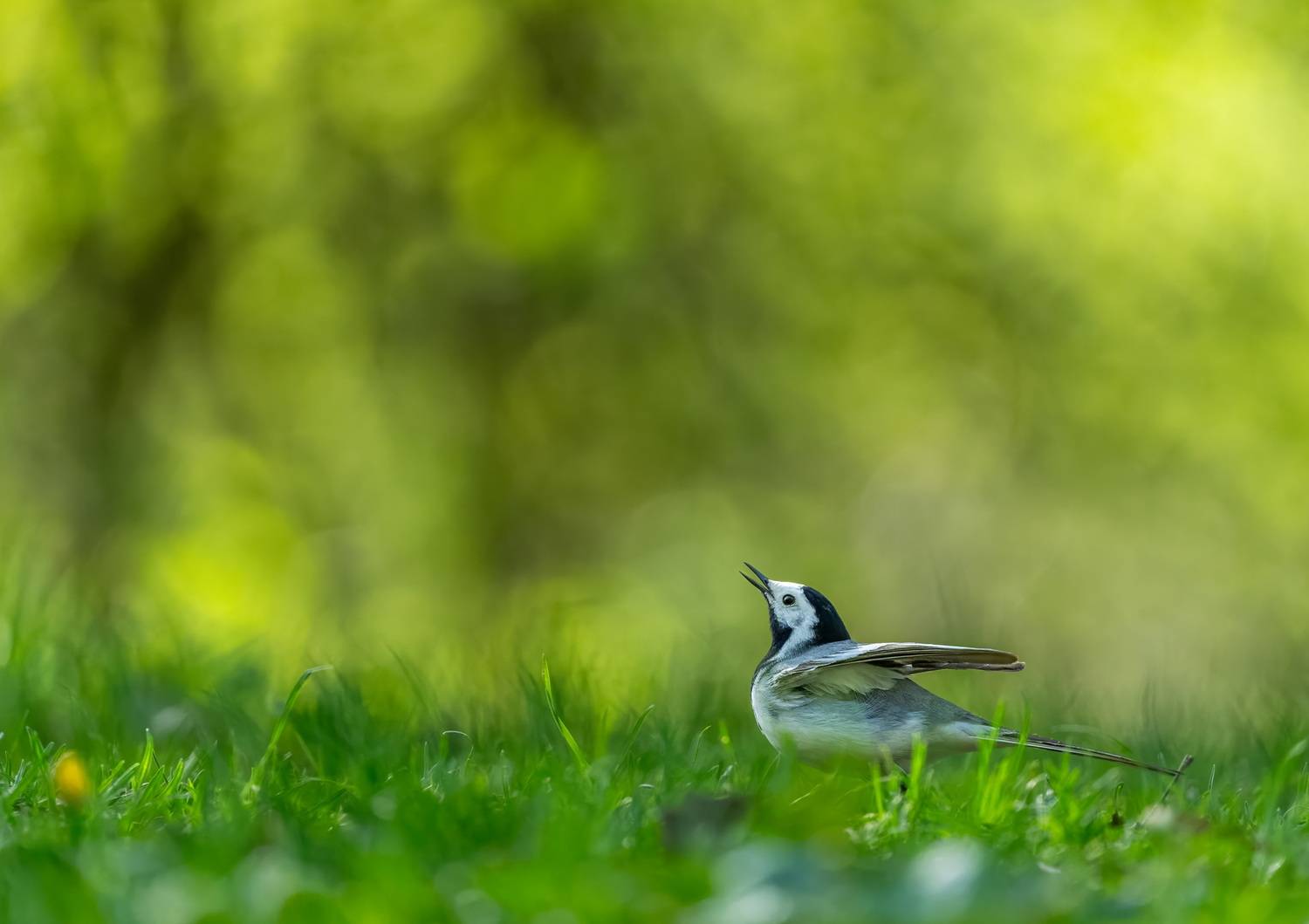 , Дэм Константин