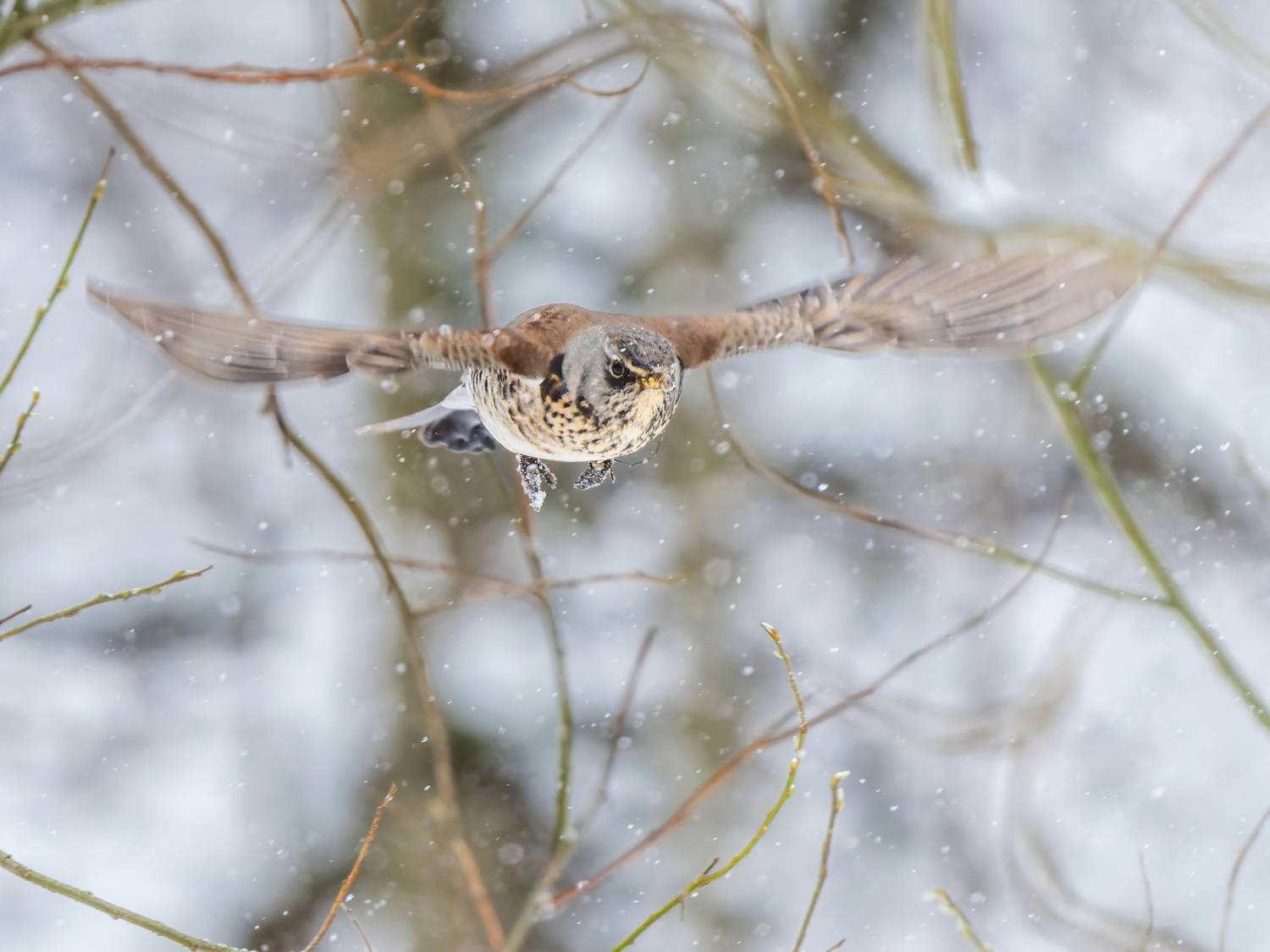 , Дэм Константин