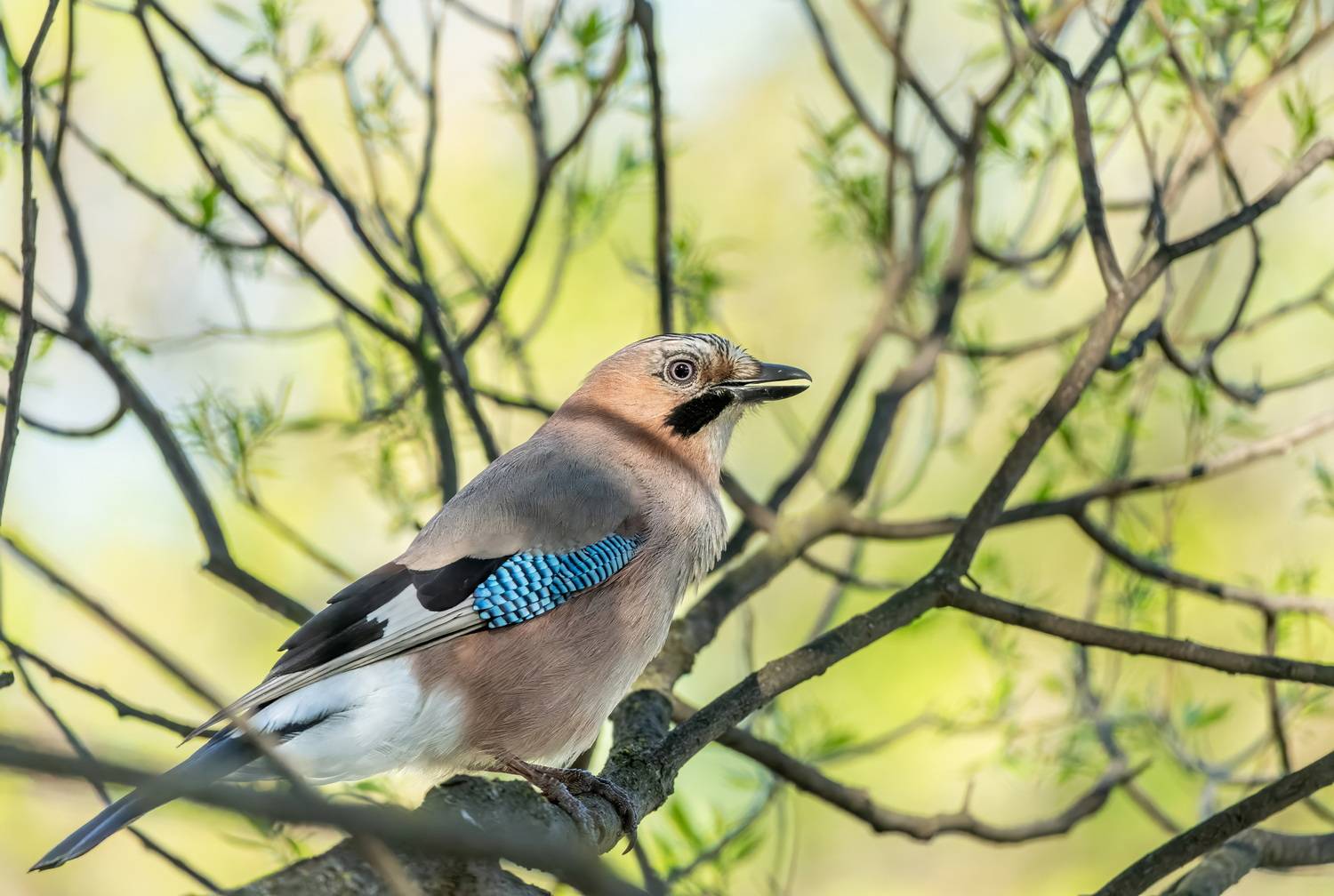 , Дэм Константин