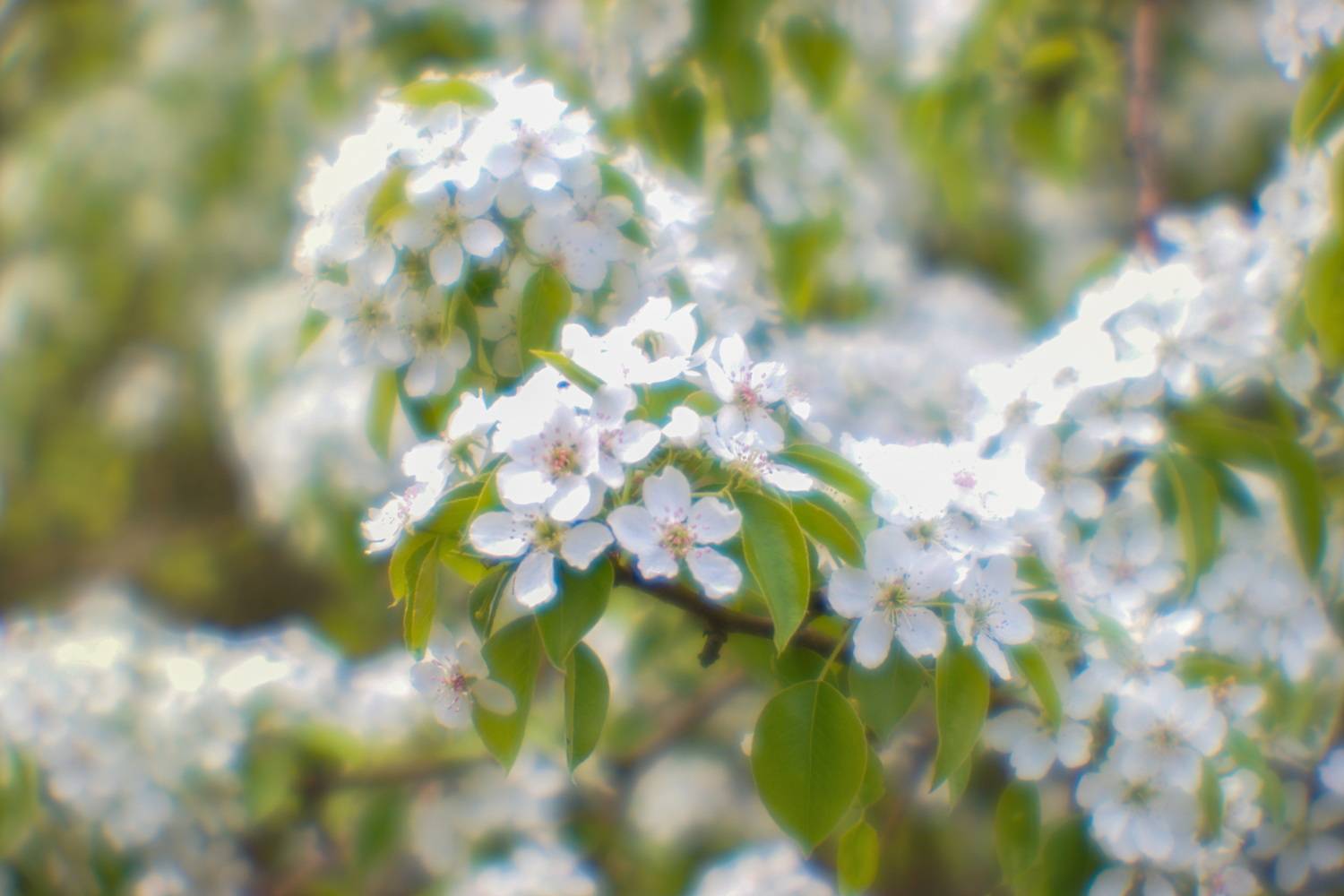 , Сушкевич Светлана