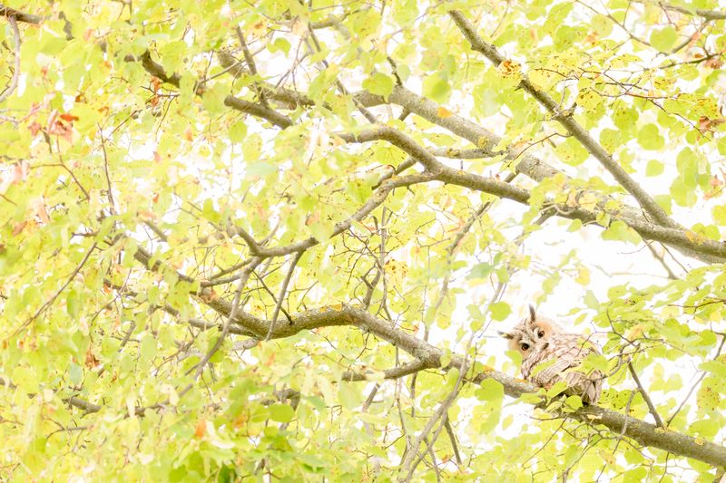 ушастая сова, липа Гляделки фото превью