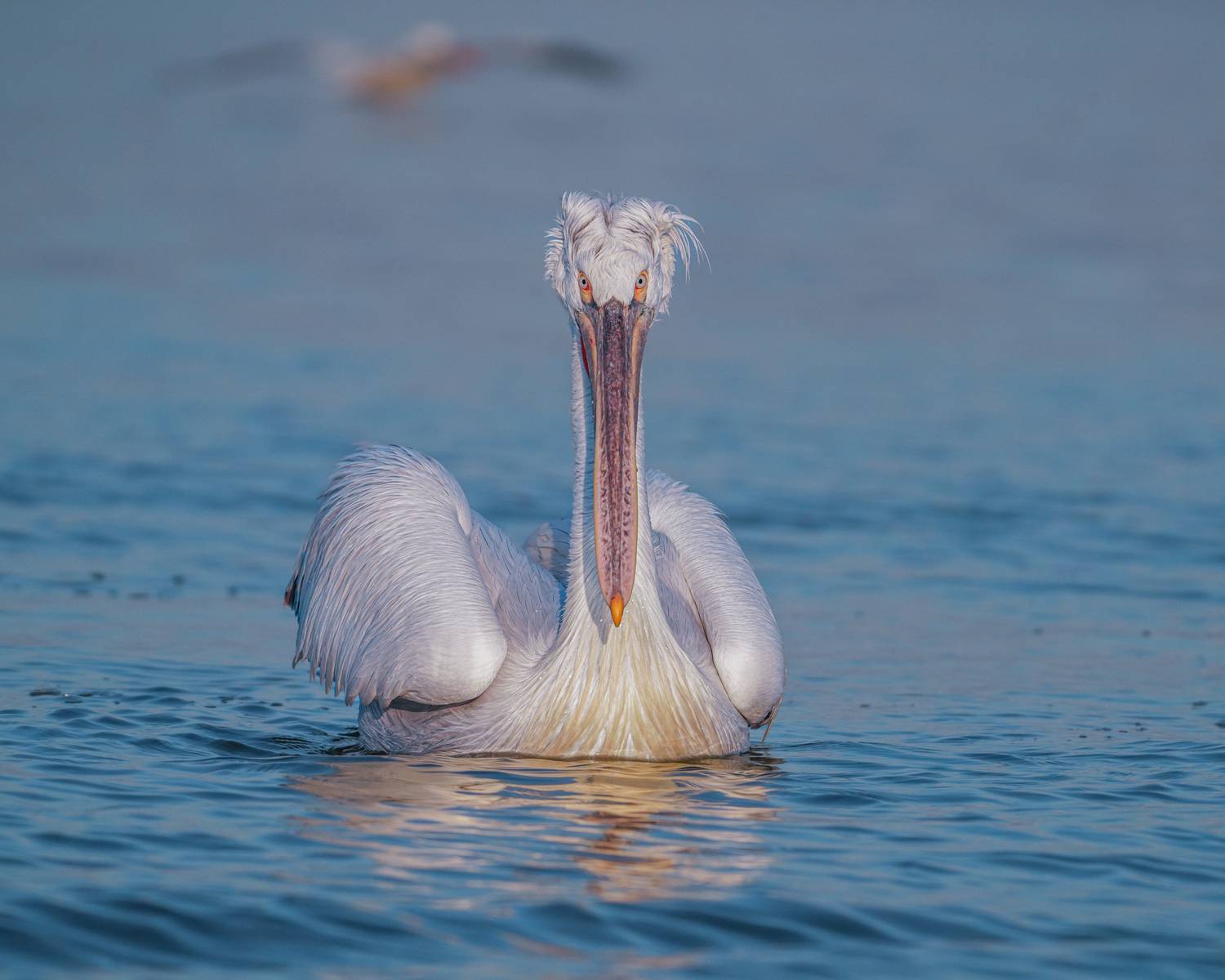 далматинский, пеликан, кудрявый, пеликан, птицы, dalmatian, pelican, birds, Оксана Дорн