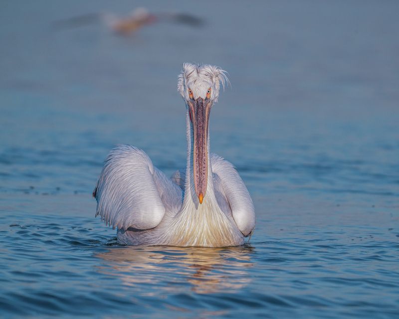 далматинский, пеликан, кудрявый, пеликан, птицы, dalmatian, pelican, birds Далматинец фото превью