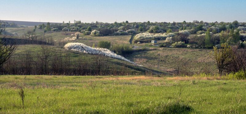 Цветение фото превью