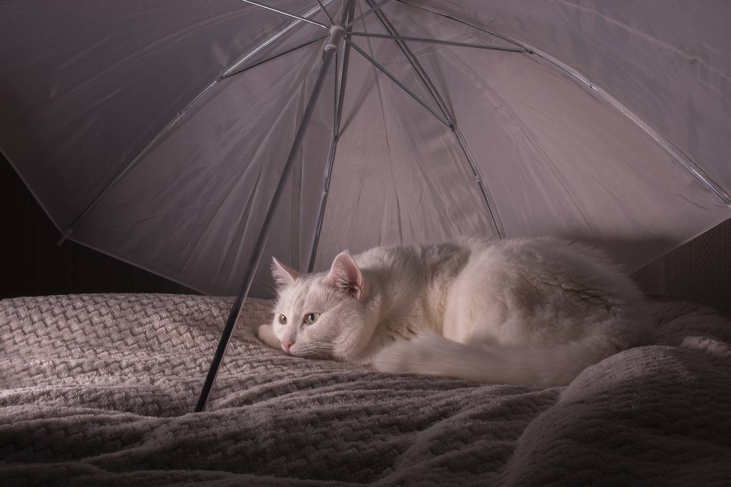 , Бурикова Екатерина